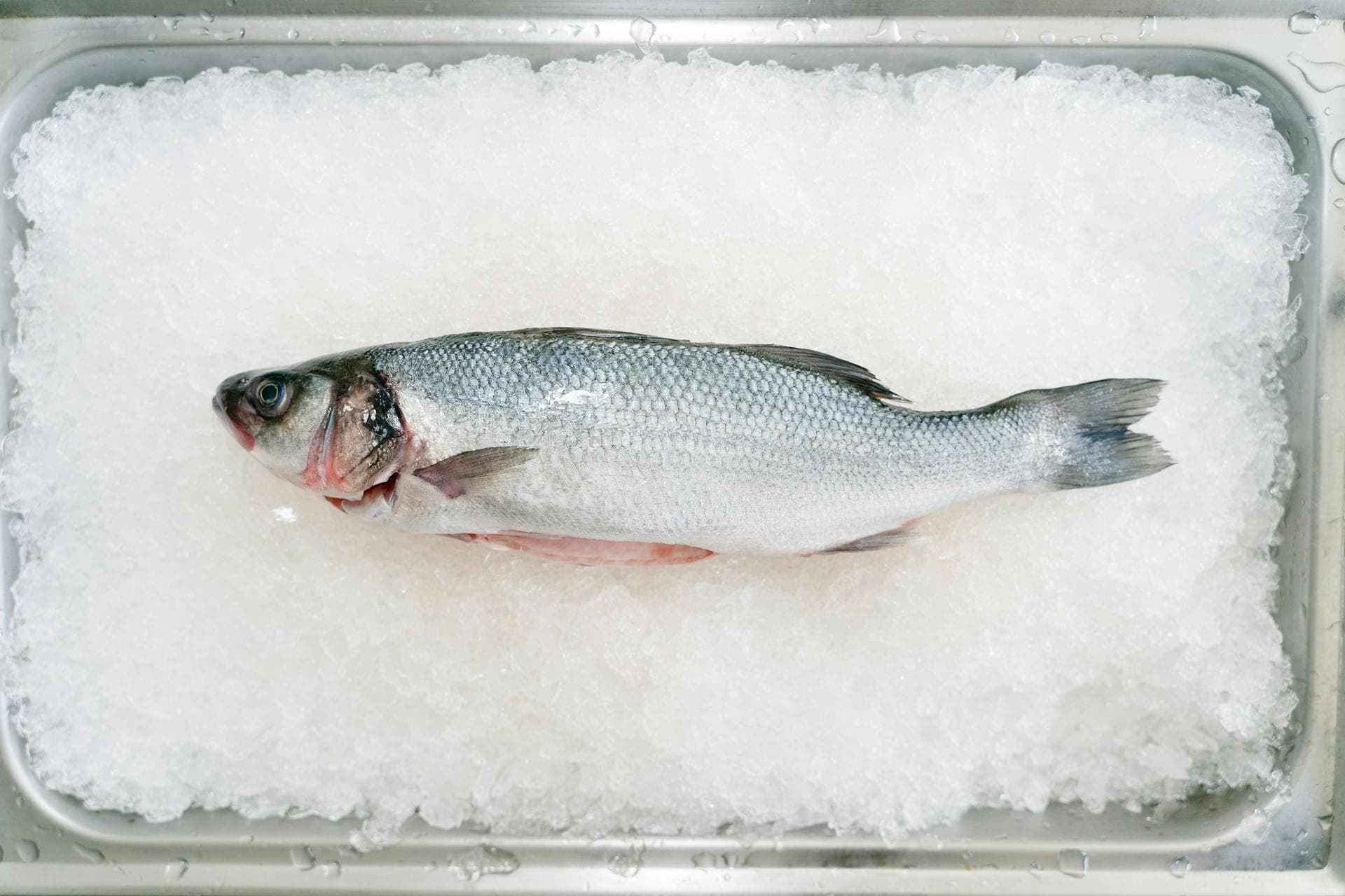 Frischer Fisch auf Eis